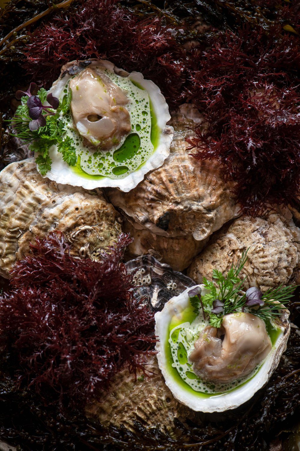 Imperial oester met venkel, algen en kruiden